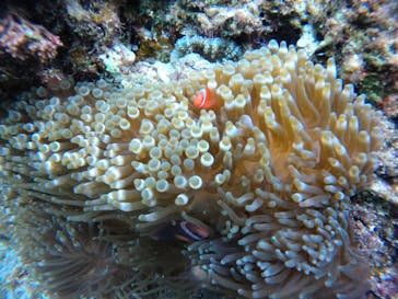 ダイビングショップ　ハイビスカスに投稿された画像（2023/1/19）