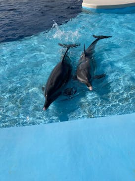 四国水族館に投稿された画像（2023/1/19）