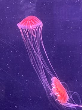 四国水族館に投稿された画像（2023/1/19）