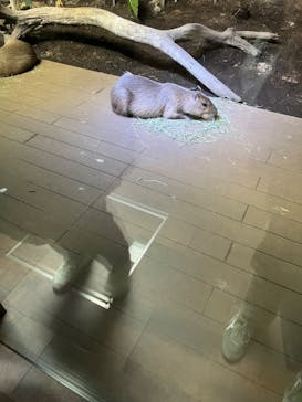 カワスイ 川崎⽔族館に投稿された画像（2023/1/19）