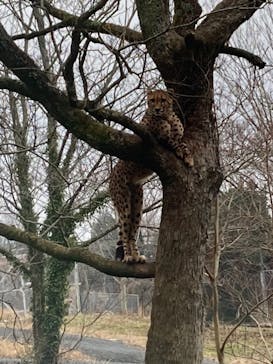 秋吉台自然動物公園 サファリランドに投稿された画像（2023/1/19）