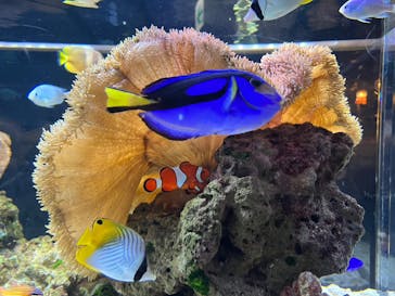 京都水族館に投稿された画像（2023/1/20）