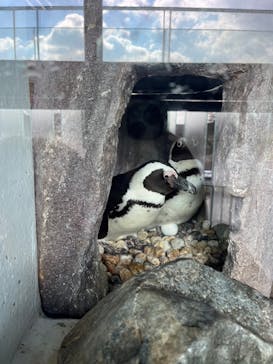 京都水族館に投稿された画像（2023/1/20）