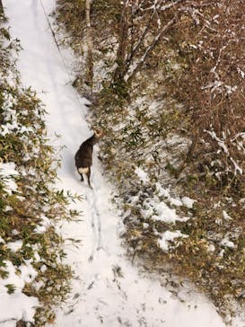 のぼりべつクマ牧場に投稿された画像（2023/1/20）