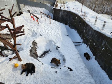 のぼりべつクマ牧場に投稿された画像（2023/1/20）