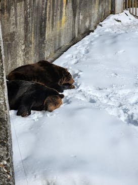 のぼりべつクマ牧場に投稿された画像（2023/1/20）