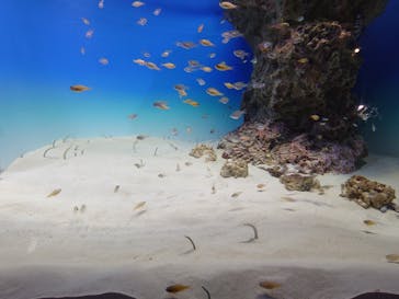 アクアワールド茨城県大洗水族館に投稿された画像（2023/1/20）