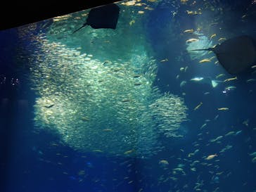 アクアワールド茨城県大洗水族館に投稿された画像（2023/1/20）