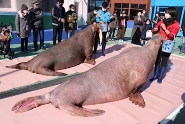 ゼロ距離水族館 伊勢シーパラダイスに投稿された画像（2023/1/20）