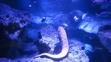すみだ水族館に投稿された画像（2023/1/20）