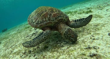 宮古島 ADVENTURE PiPi（ミヤコジマ アドベンチャー ピピ）に投稿された画像（2023/1/20）