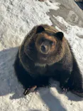 のぼりべつクマ牧場に投稿された画像（2023/1/21）