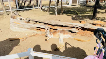 神戸どうぶつ王国に投稿された画像（2023/1/21）