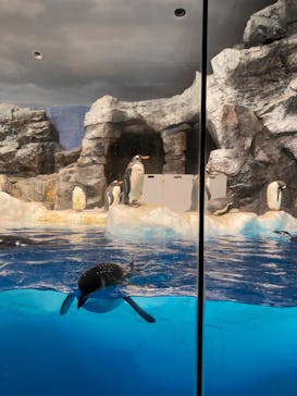 名古屋港水族館に投稿された画像（2023/1/21）