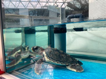 名古屋港水族館に投稿された画像（2023/1/21）