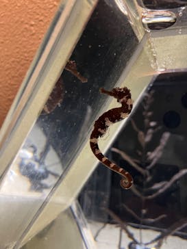 しながわ水族館に投稿された画像（2023/1/21）