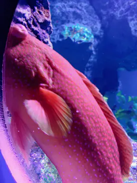 すみだ水族館に投稿された画像（2023/1/21）