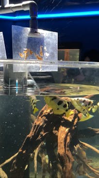 カワスイ 川崎⽔族館に投稿された画像（2023/1/21）