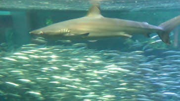 新江ノ島水族館に投稿された画像（2023/1/21）