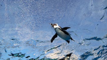 サンシャイン水族館に投稿された画像（2023/1/21）