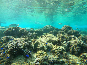 武藤潜水に投稿された画像（2023/1/21）