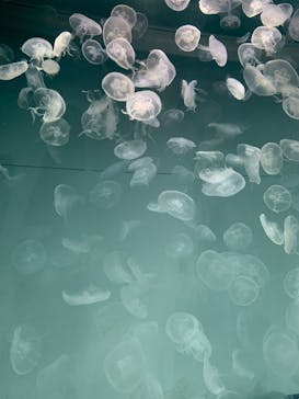 アクアワールド茨城県大洗水族館に投稿された画像（2023/1/21）