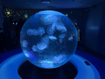 新江ノ島水族館に投稿された画像（2023/1/21）
