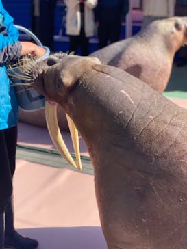 ゼロ距離水族館 伊勢シーパラダイスに投稿された画像（2023/1/21）