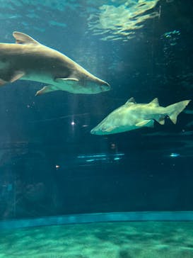 アクアワールド茨城県大洗水族館に投稿された画像（2023/1/21）