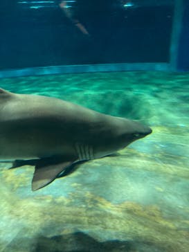 アクアワールド茨城県大洗水族館に投稿された画像（2023/1/21）