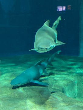 アクアワールド茨城県大洗水族館に投稿された画像（2023/1/21）