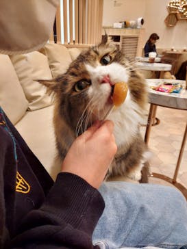 猫カフェモカ　イオンモール幕張新都心店に投稿された画像（2023/1/21）