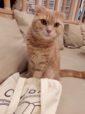 猫カフェモカ　イオンモール幕張新都心店に投稿された画像（2023/1/21）