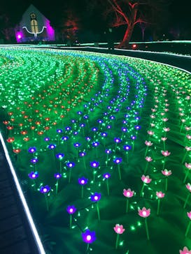 つま恋イルミネーションに投稿された画像（2023/1/21）