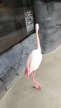 神戸どうぶつ王国に投稿された画像（2023/1/21）