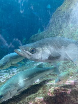 新江ノ島水族館に投稿された画像（2023/1/22）