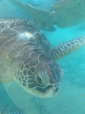 新江ノ島水族館に投稿された画像（2023/1/22）