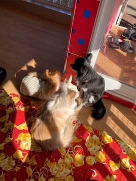 IPCわんわん動物園に投稿された画像（2023/1/22）