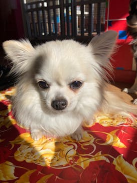 IPCわんわん動物園に投稿された画像（2023/1/22）