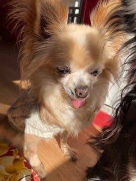 IPCわんわん動物園に投稿された画像（2023/1/22）