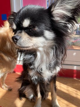 IPCわんわん動物園に投稿された画像（2023/1/22）