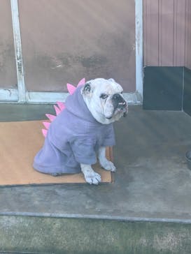 IPCわんわん動物園に投稿された画像（2023/1/22）