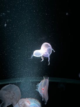 京都水族館に投稿された画像（2023/1/22）