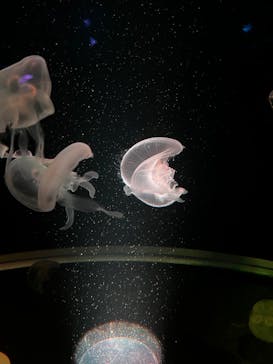 京都水族館に投稿された画像（2023/1/22）