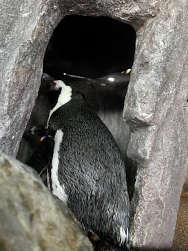 京都水族館に投稿された画像（2023/1/22）