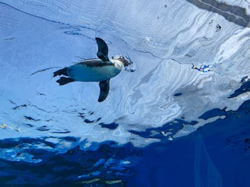 サンシャイン水族館に投稿された画像（2023/1/22）