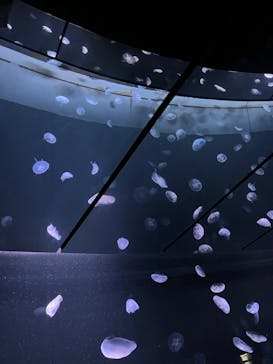 サンシャイン水族館に投稿された画像（2023/1/22）