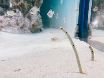 アクアワールド茨城県大洗水族館に投稿された画像（2023/1/22）