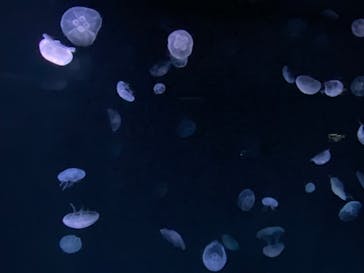 サンシャイン水族館に投稿された画像（2023/1/22）