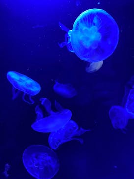 サンシャイン水族館に投稿された画像（2023/1/22）